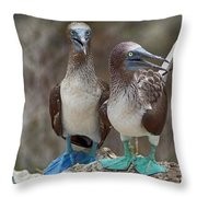 Click image for larger version

Name:	blue-footed-boobies-karla-weber.jpg?transparent=0&amp;targetx=-119&amp;targety=0&amp;imagewidth=718&amp;imageheight=478&amp;modelwidth=479&amp;modelheight=479&amp;backgroundcolor=53544B&amp;orientation=0&amp;producttype=throwpillow-14-14.jpg
Views:	121
Size:	9.6 KB
ID:	2710