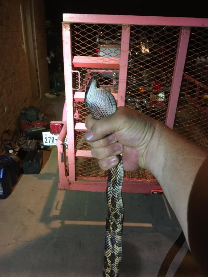 Click image for larger version

Name:	CHicken snake.jpeg
Views:	95
Size:	77.9 KB
ID:	3044