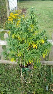 Click image for larger version

Name:	IMG_20200917_153052187.jpg
Views:	164
Size:	146.8 KB
ID:	3142