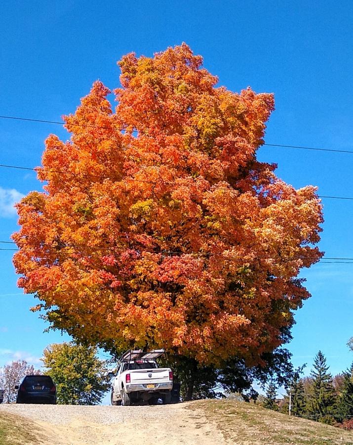 Click image for larger version

Name:	IMG_20200926_130600746.jpg
Views:	50
Size:	171.3 KB
ID:	3666