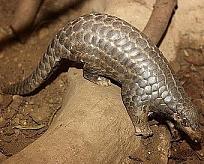 Click image for larger version

Name:	800px-Manidae (2).jpg
Views:	262
Size:	45.9 KB
ID:	3726