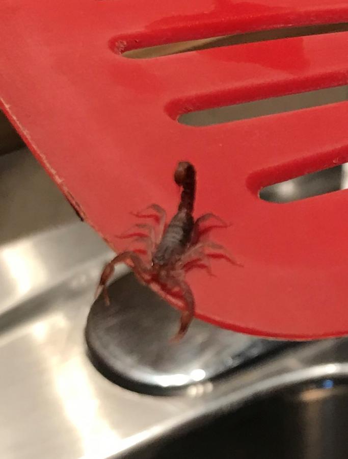 Click image for larger version  Name:	IMG_1918.JPG Views:	0 Size:	42.7 KB ID:	4785