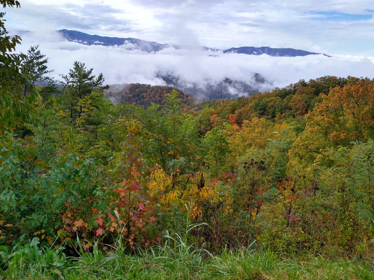 Click image for larger version

Name:	IMG_20201024_103835055_HDR.jpg
Views:	102
Size:	256.9 KB
ID:	4872