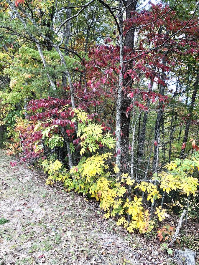 Click image for larger version

Name:	DFAC9E4A-6268-4E90-8E4F-5347A0D5440D.jpeg
Views:	103
Size:	268.3 KB
ID:	4899