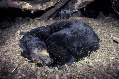 Click image for larger version

Name:	75b4cb86dba52703dd9d871e47d10b9c.jpg
Views:	90
Size:	38.8 KB
ID:	5048