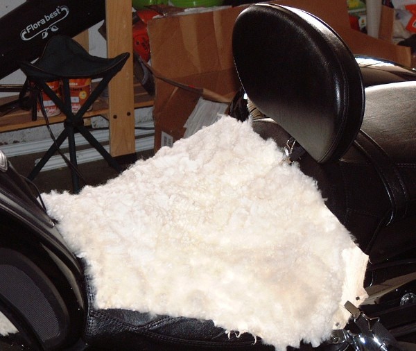 Click image for larger version

Name:	sheep.JPG
Views:	93
Size:	76.7 KB
ID:	5050