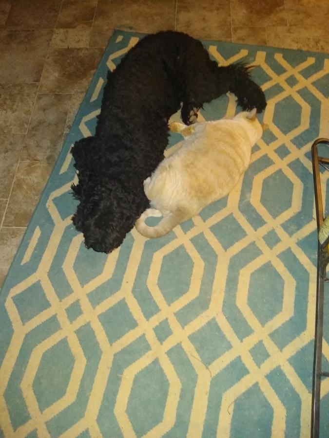 Click image for larger version

Name:	IMG_20201101_192731186.jpg
Views:	172
Size:	75.0 KB
ID:	5227