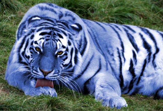 Click image for larger version

Name:	blue%202%20%20tiger.jpg
Views:	98
Size:	107.3 KB
ID:	6487