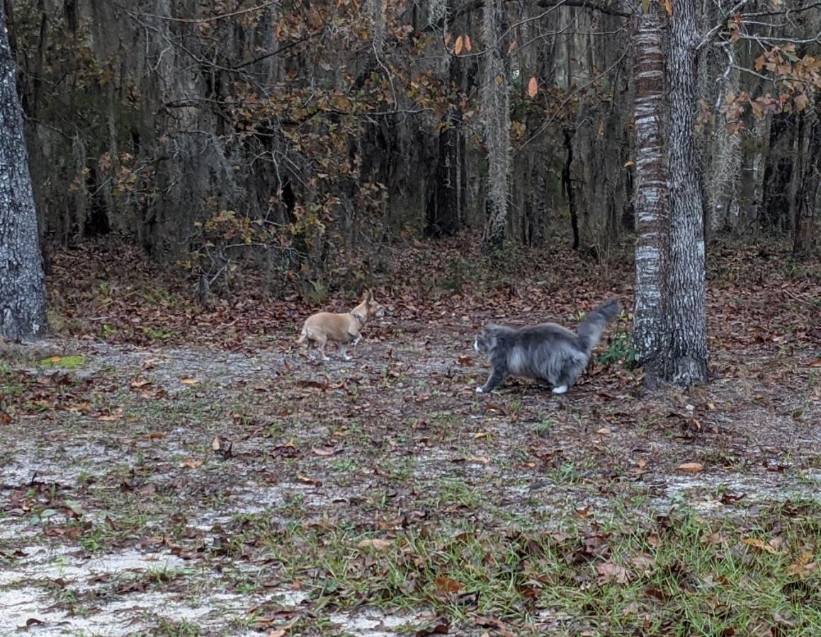 Click image for larger version

Name:	IMG_20201213_082051.jpg
Views:	135
Size:	260.0 KB
ID:	7035