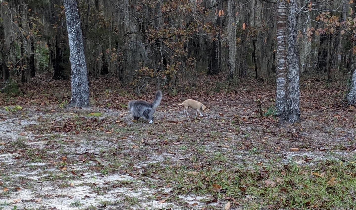 Click image for larger version

Name:	IMG_20201213_082053.jpg
Views:	133
Size:	314.1 KB
ID:	7036