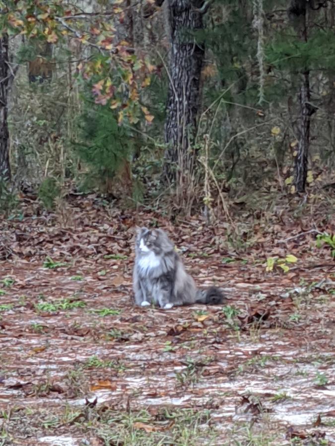 Click image for larger version

Name:	IMG_20201213_082433.jpg
Views:	132
Size:	124.3 KB
ID:	7037