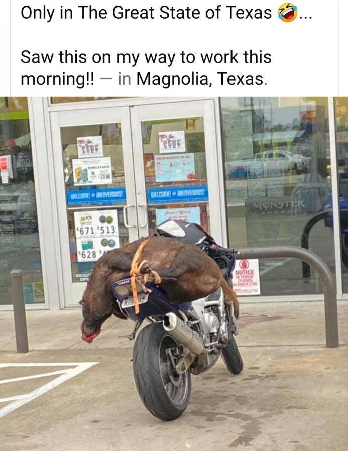 Click image for larger version

Name:	pig on bike.jpg
Views:	226
Size:	88.0 KB
ID:	7501