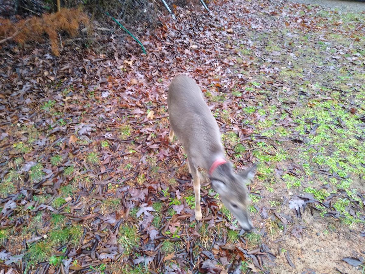 Click image for larger version

Name:	IMG_20201224_122935427.jpg
Views:	103
Size:	294.1 KB
ID:	7536