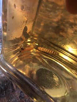 Click image for larger version

Name:	C031E356-C147-4B5E-BF6F-988CEC6B84CD.jpeg
Views:	166
Size:	65.2 KB
ID:	7600