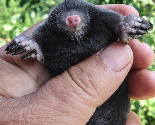 Click image for larger version

Name:	mole2.jpg
Views:	182
Size:	64.5 KB
ID:	8227