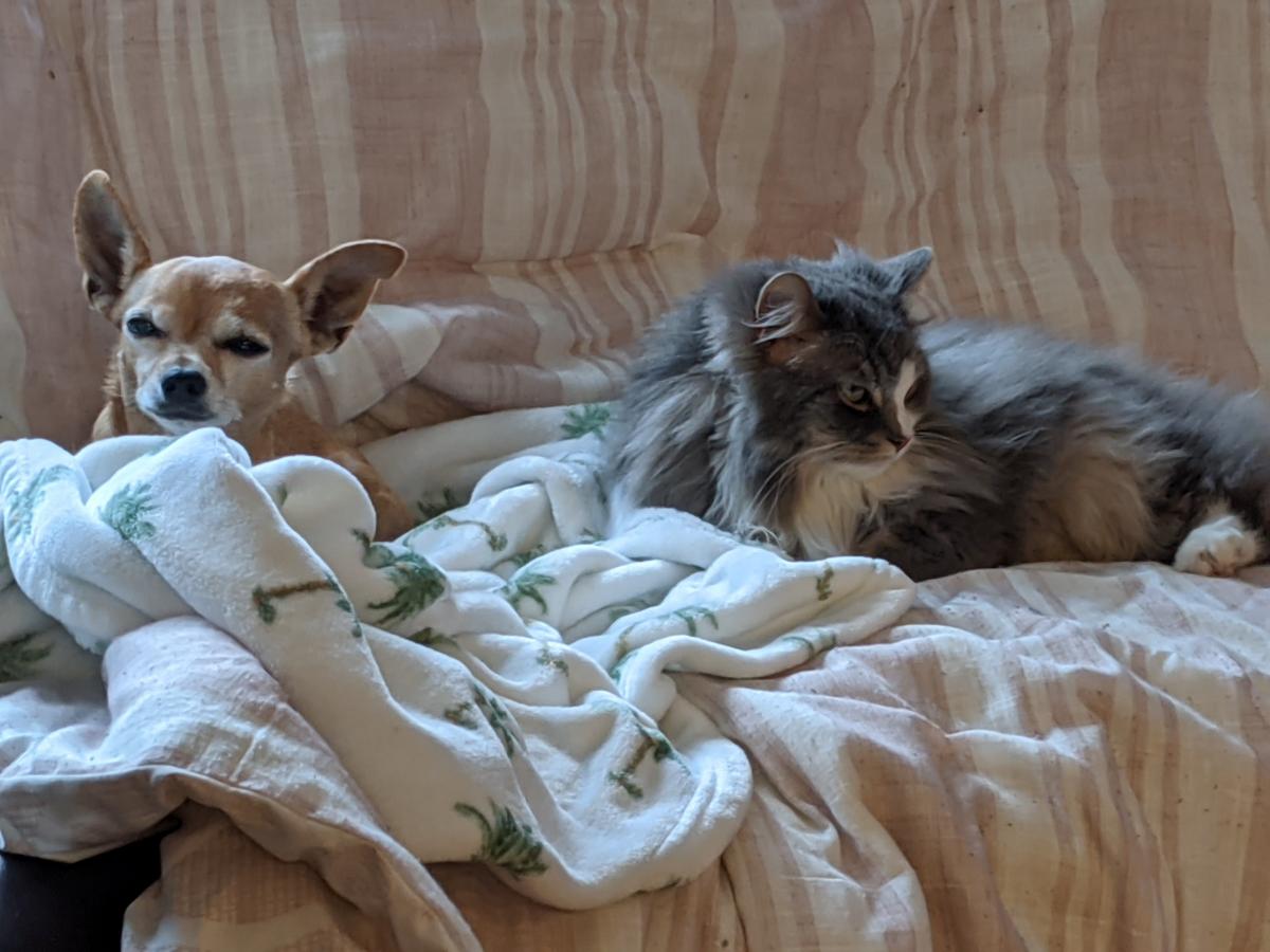 Click image for larger version  Name:	PXL_20210113_192428435.jpg Views:	0 Size:	106.2 KB ID:	8952