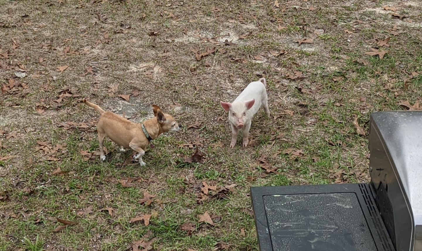 Click image for larger version

Name:	PXL_20210222_142225426~2.jpg
Views:	154
Size:	330.8 KB
ID:	10545