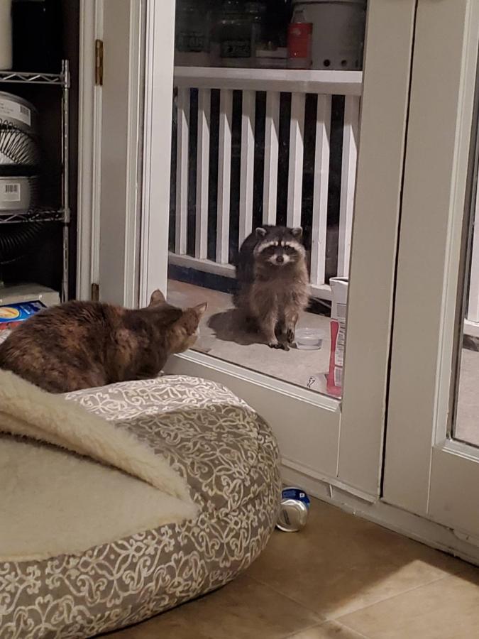 Click image for larger version

Name:	Puss N Coon.jpeg
Views:	160
Size:	76.3 KB
ID:	10781