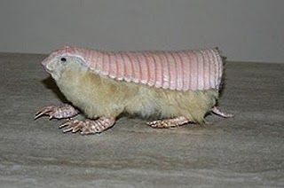 Click image for larger version

Name:	74f517b1de7ddd3dbc478910d33cff6f.jpg
Views:	187
Size:	15.5 KB
ID:	13132