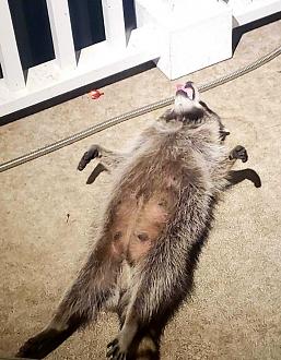 Click image for larger version

Name:	20210804_154935.jpg
Views:	240
Size:	103.3 KB
ID:	16113