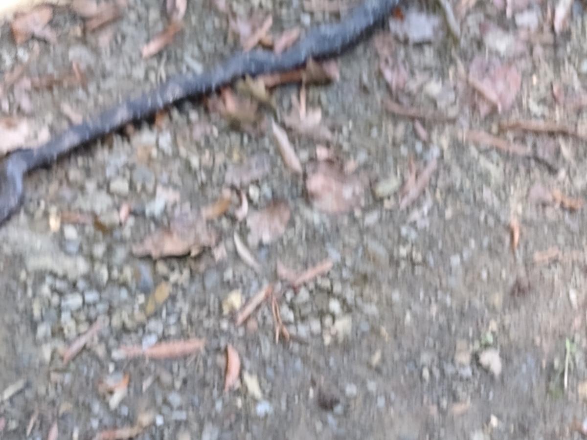 Click image for larger version

Name:	IMG_20211008_150345447.jpg
Views:	174
Size:	109.6 KB
ID:	17971