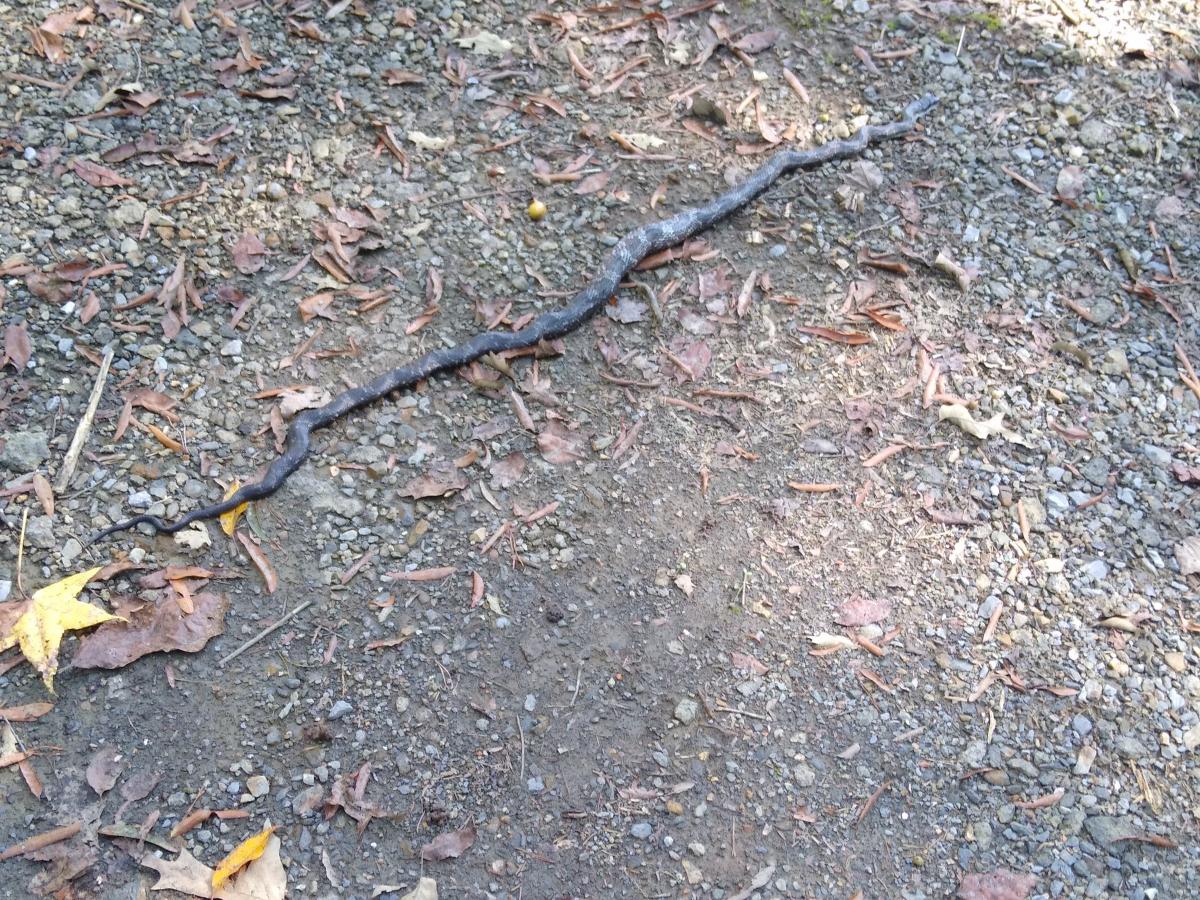 Click image for larger version

Name:	IMG_20211008_150359691.jpg
Views:	169
Size:	315.0 KB
ID:	17972