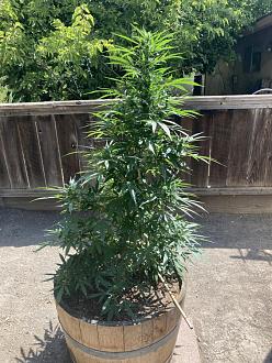 Click image for larger version

Name:	CA6496B8-8340-44DB-89C2-0913436E93A3.jpeg
Views:	145
Size:	160.5 KB
ID:	18362