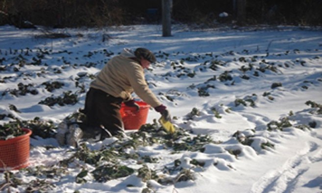 Click image for larger version

Name:	Winter-Farming.jpg
Views:	51
Size:	69.1 KB
ID:	18390