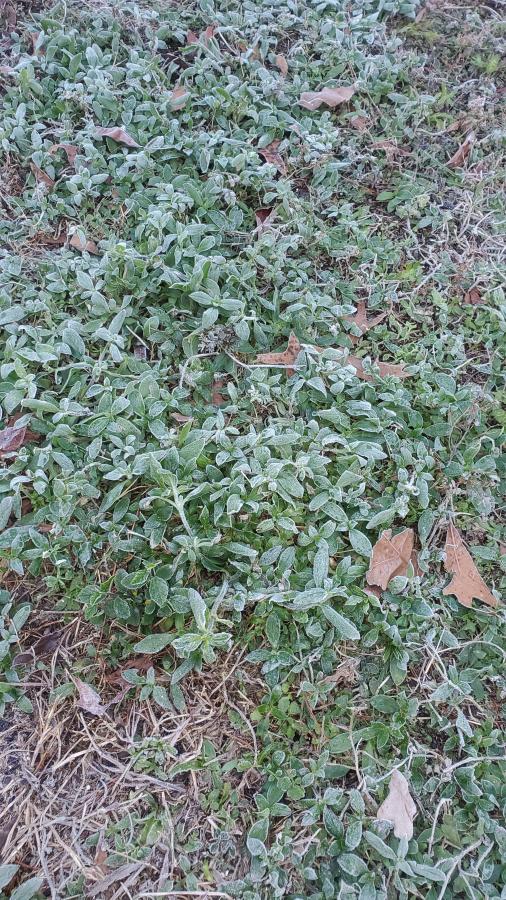 Click image for larger version

Name:	20220118_082932.jpg
Views:	129
Size:	175.9 KB
ID:	20022