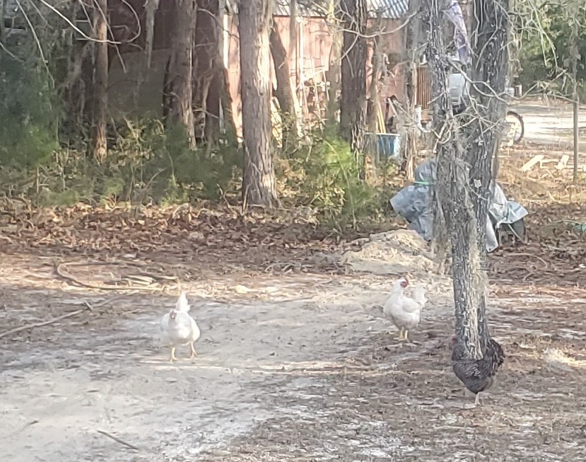 Click image for larger version

Name:	20220201_162805~2.jpg
Views:	123
Size:	196.5 KB
ID:	20434