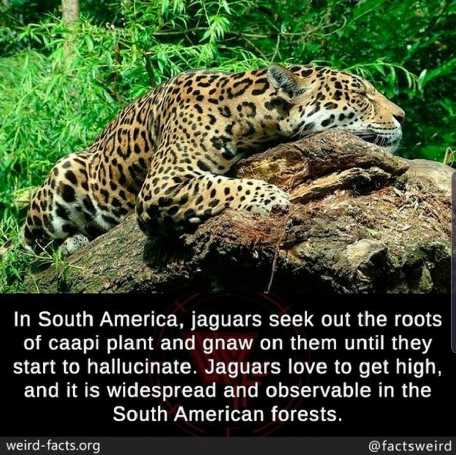 Click image for larger version

Name:	Screenshot_20220207-171755_Instagram.jpg
Views:	129
Size:	165.7 KB
ID:	20567
