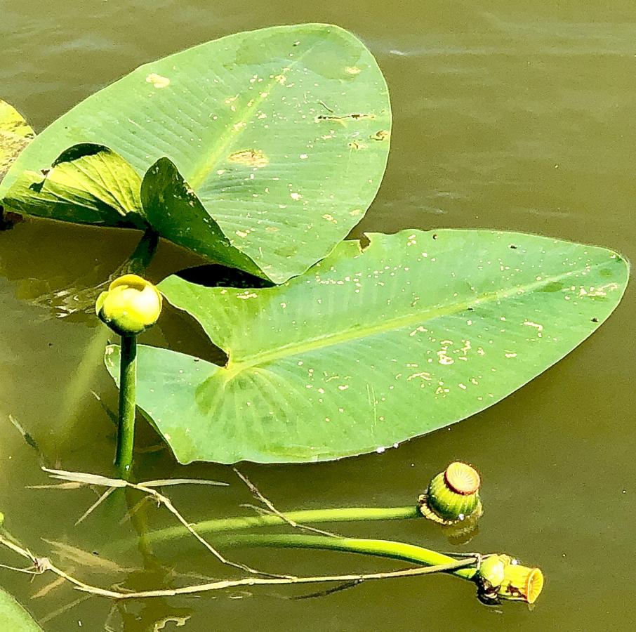 Click image for larger version

Name:	2907831B-A135-4B18-ADBB-C4B99C810D4F.jpeg
Views:	151
Size:	134.7 KB
ID:	21559