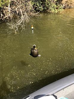 Click image for larger version

Name:	605AE4E4-0A3A-468C-8BC3-DE1AB52A450D.jpeg
Views:	203
Size:	135.5 KB
ID:	21596