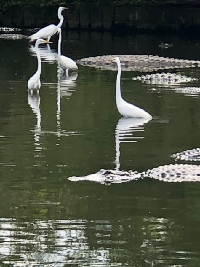 Click image for larger version

Name:	ADA7E032-5579-41DF-BEDC-0A4391B49EB0.jpeg
Views:	124
Size:	72.4 KB
ID:	22091