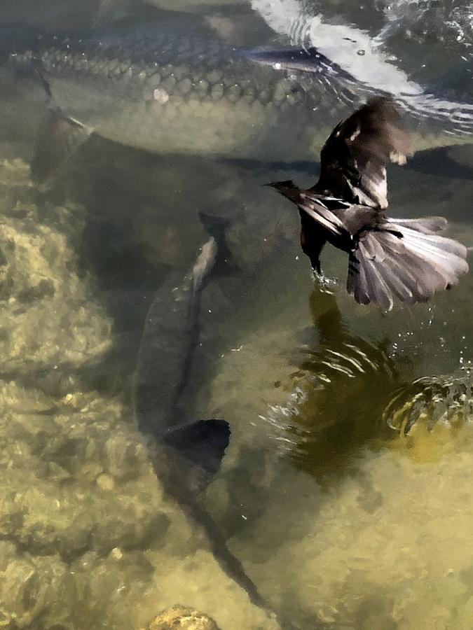 Click image for larger version

Name:	0E9A78FE-C9FA-4E3F-AEF0-BCDEAFC7B9FE.jpeg
Views:	128
Size:	77.9 KB
ID:	22096