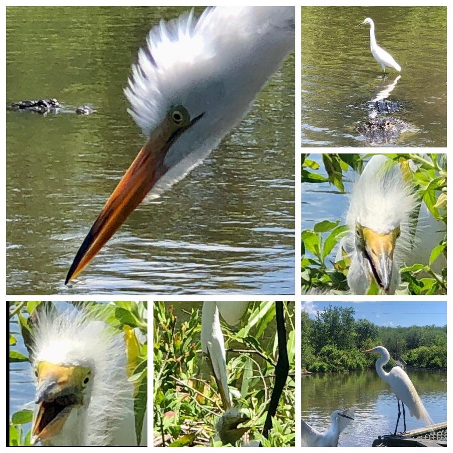 Click image for larger version

Name:	D985A5C5-4A7B-414C-B5D1-D6B75BB0B122.jpeg
Views:	127
Size:	157.2 KB
ID:	22108