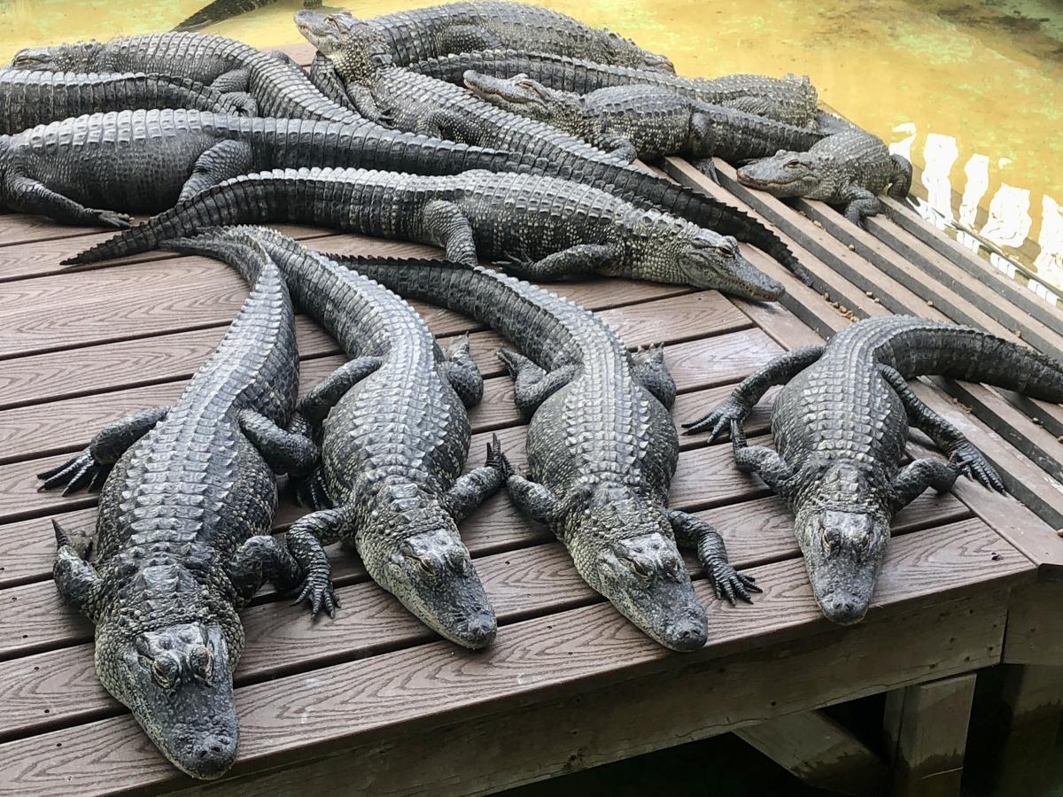 Click image for larger version

Name:	B6B52972-66E2-4546-961F-62F05FB87DBD.jpeg
Views:	125
Size:	258.4 KB
ID:	22111