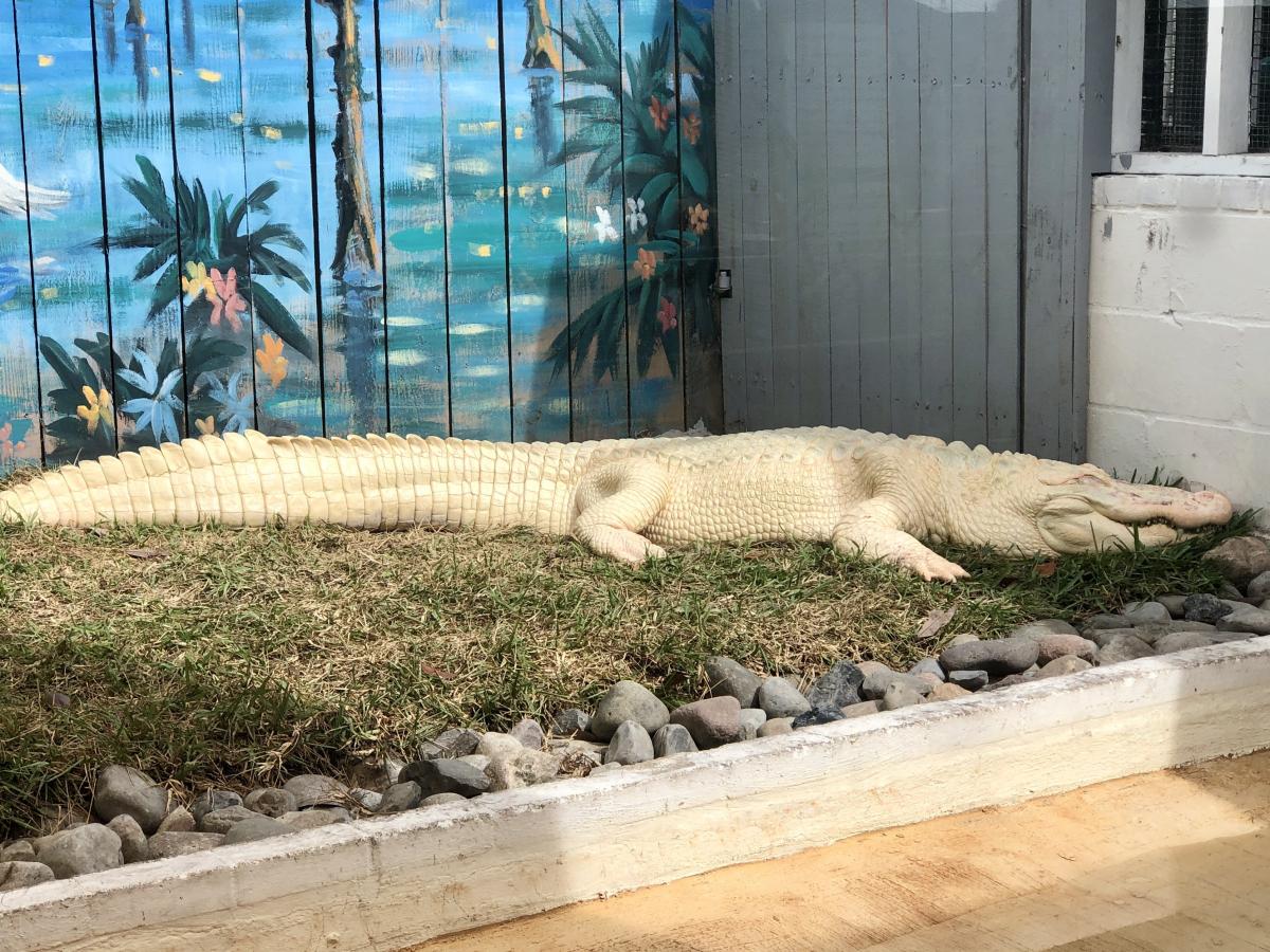 Click image for larger version

Name:	909F86E7-A61D-47A0-A07B-8CAFEEE6CBF2.jpeg
Views:	111
Size:	228.6 KB
ID:	22142