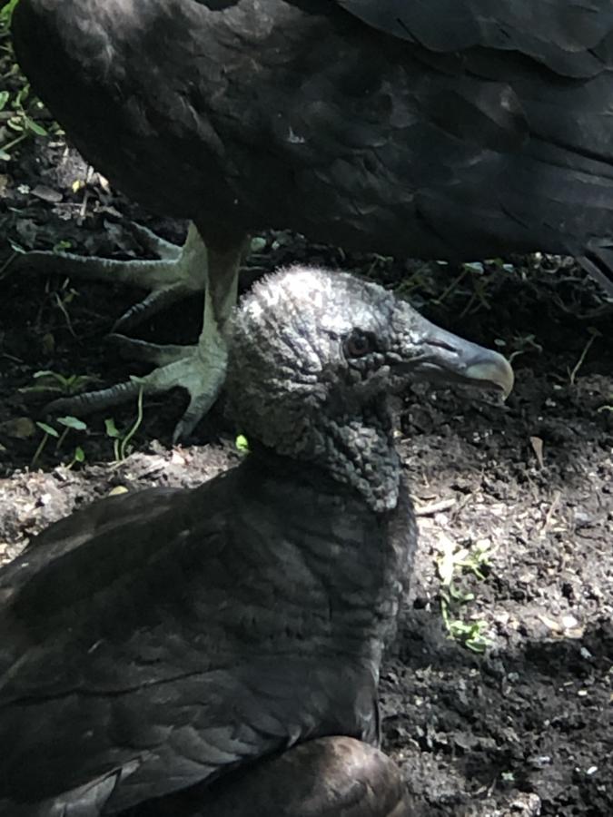 Click image for larger version

Name:	B7F6C0F1-F520-4264-8FF1-1DE086A6CD1C.jpeg
Views:	106
Size:	81.6 KB
ID:	22147