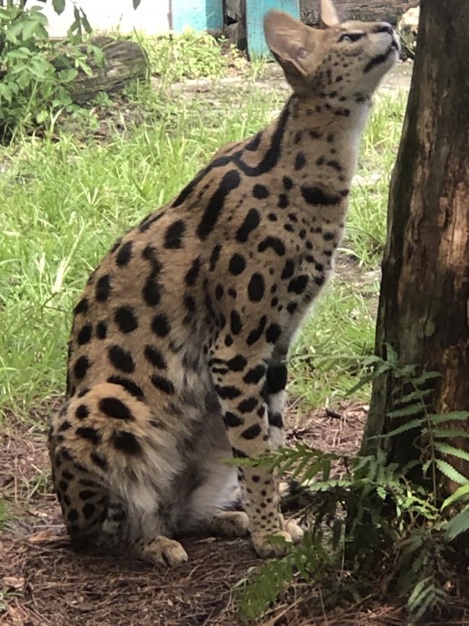 Click image for larger version

Name:	ECE92842-061D-4B21-A647-6600F041BB80.jpeg
Views:	113
Size:	116.0 KB
ID:	22151