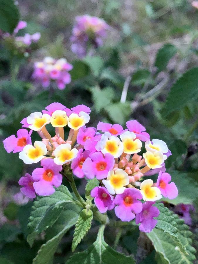 Click image for larger version

Name:	DFF65713-85A5-4D85-A357-30E904C58750.jpeg
Views:	149
Size:	93.5 KB
ID:	22155