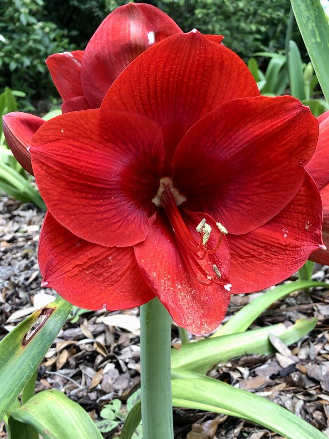 Click image for larger version

Name:	22BE43B6-E204-40E8-B25E-95B74750C9ED.jpeg
Views:	146
Size:	110.1 KB
ID:	22156