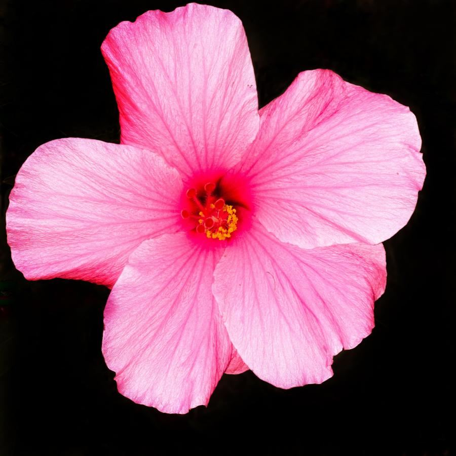 Click image for larger version

Name:	4519C05A-477B-4107-86CA-D9EFE8FF6AEF.jpeg
Views:	119
Size:	84.8 KB
ID:	22676