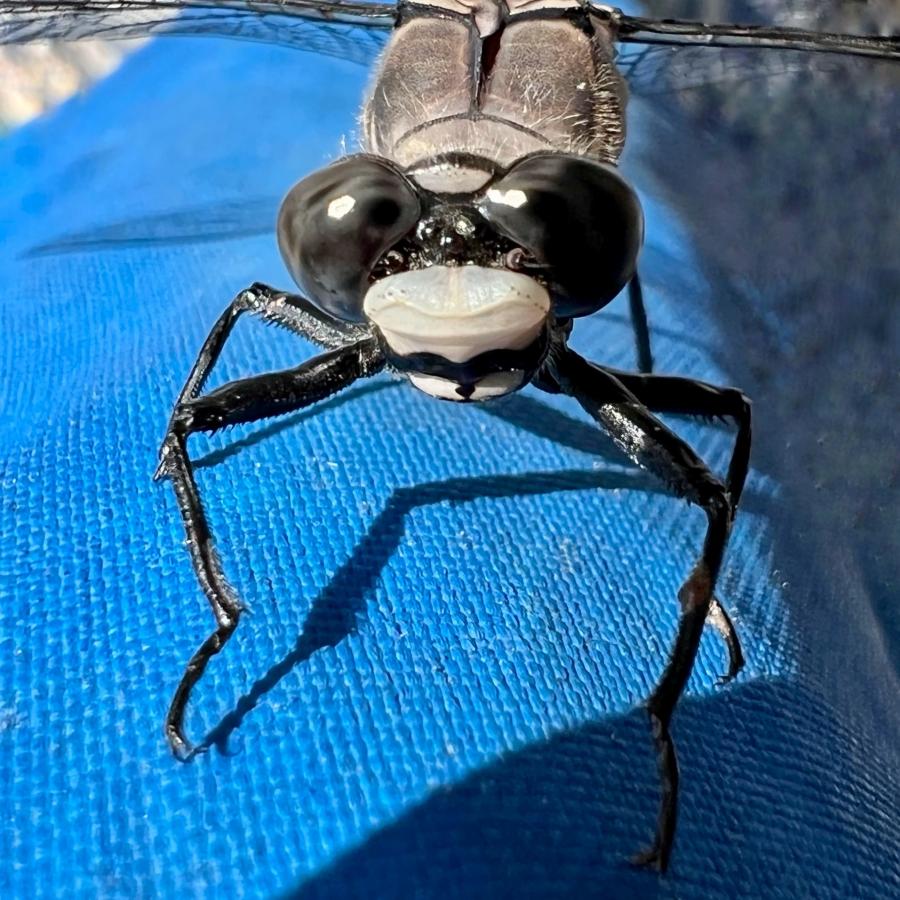 Click image for larger version

Name:	11992171-9D2B-4BCA-A381-17CC49FF101B.jpeg
Views:	115
Size:	132.4 KB
ID:	23129