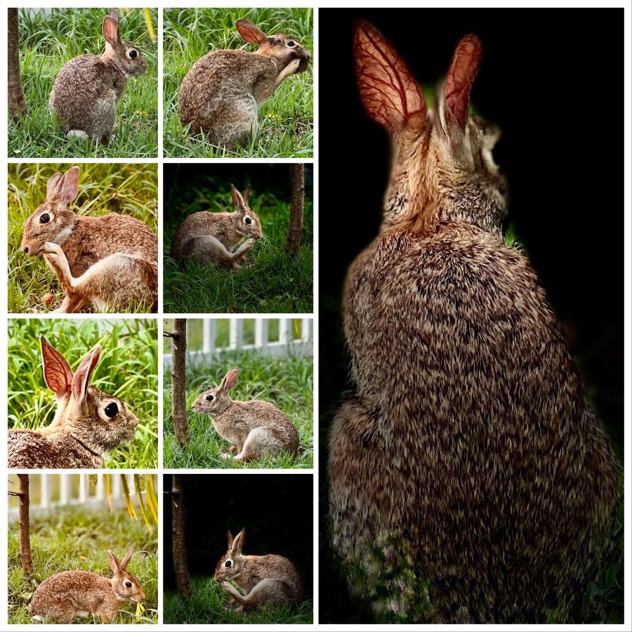 Click image for larger version

Name:	19E31EB9-1666-4091-82B6-C6583D8ABDEE.jpeg
Views:	111
Size:	191.3 KB
ID:	23132