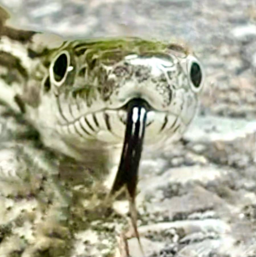 Click image for larger version

Name:	26F0B26F-F208-4711-9597-5077FBD66D43.jpeg
Views:	109
Size:	76.8 KB
ID:	23136