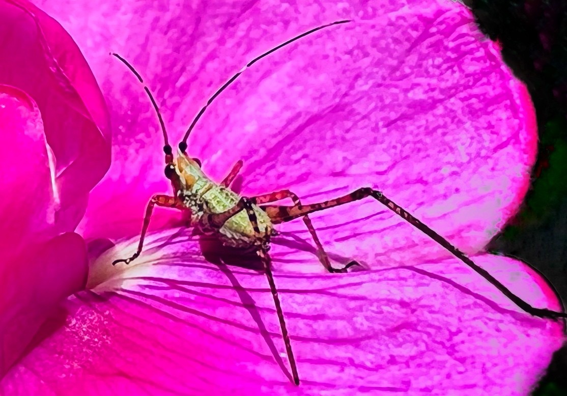 Click image for larger version

Name:	475463AC-CDB2-482F-AD18-ED7D8742878D.jpeg
Views:	113
Size:	194.3 KB
ID:	23154