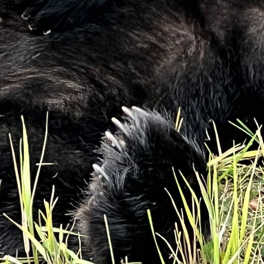 Click image for larger version

Name:	03BC3F9B-DCE4-4E03-8F9F-3D33A95D33CA.jpeg
Views:	108
Size:	119.9 KB
ID:	24595