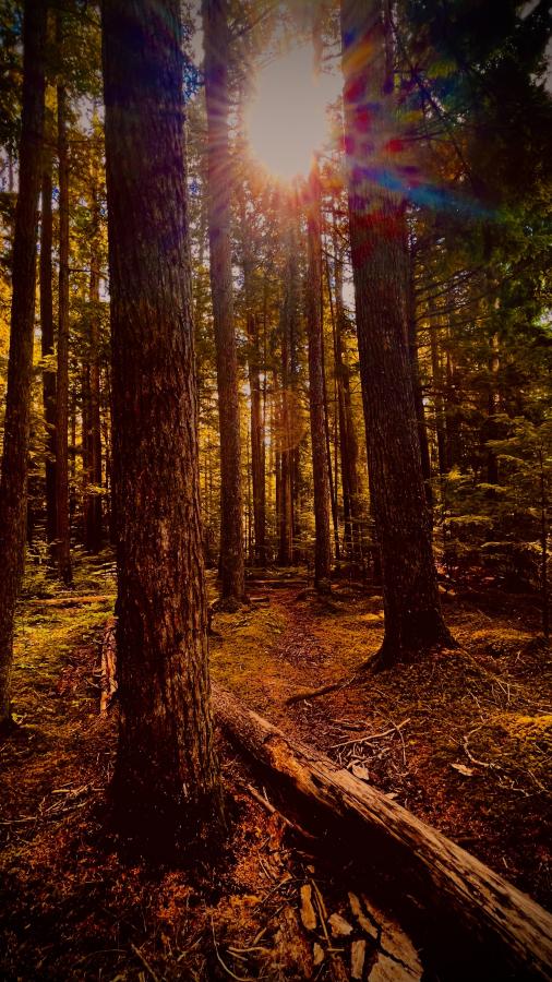 Click image for larger version

Name:	E2ACE277-926F-439E-975D-6DC1688467AF.jpeg
Views:	116
Size:	113.9 KB
ID:	24597