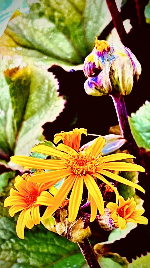 Click image for larger version

Name:	75EC736B-320B-4627-BB2C-DFEA37B10880.jpeg
Views:	114
Size:	87.8 KB
ID:	24611